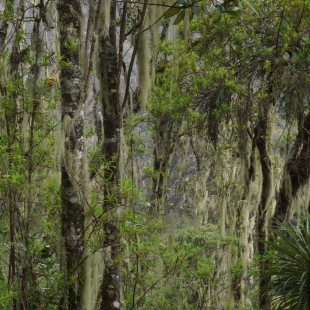 MOSSY FOREST